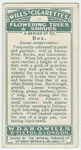 Box (Buxus sempervirens).