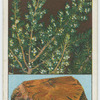 Bruyère ("Briar"), or tree heath (Erica arborea).
