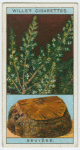Bruyère ("Briar"), or tree heath (Erica arborea).