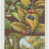 Alder buckthorn, or berry-bearing alder (Rhamnus frangula).