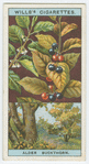 Alder buckthorn, or berry-bearing alder (Rhamnus frangula).