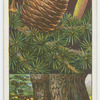 Cedar of Lebanon (Cedrus Libani).