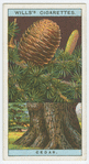 Cedar of Lebanon (Cedrus Libani).
