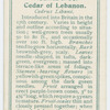 Cedar of Lebanon (Cedrus Libani).