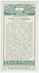 Cedar of Lebanon (Cedrus Libani).