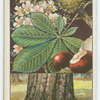 Horse chestnut (Æsculus Hippocastanum).