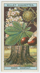 Horse chestnut (Æsculus Hippocastanum).