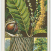Sweet or Spanish chestnut (Castanea sativa).