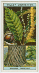Sweet or Spanish chestnut (Castanea sativa).