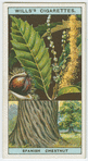 Sweet or Spanish chestnut (Castanea sativa).