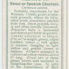 Sweet or Spanish chestnut (Castanea sativa).