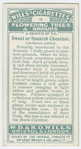 Sweet or Spanish chestnut (Castanea sativa).