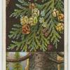 Lawson's cypress (Cupressus Lawsoniana).