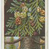 Lawson's cypress (Cupressus Lawsoniana).