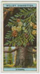 Lawson's cypress (Cupressus Lawsoniana).