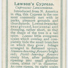 Lawson's cypress (Cupressus Lawsoniana).
