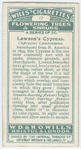 Lawson's cypress (Cupressus Lawsoniana).