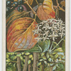 Dogwood, or cornel (Cernus sanguinea).