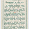 Dogwood, or cornel (Cernus sanguinea).