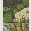Common elder (Sambucus nigra).