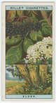 Common elder (Sambucus nigra).