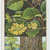 Common elm (Ulmus campestris).