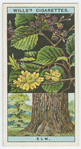 Common elm (Ulmus campestris).