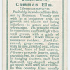 Common elm (Ulmus campestris).