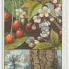 Gean (Prunus Avium).