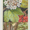 Guelder rose (Viburnum Opulus).