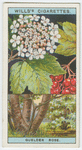 Guelder rose (Viburnum Opulus).