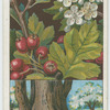 Hawthorn, or may (Crataegus Oxyacantha).
