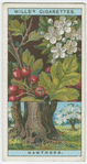 Hawthorn, or may (Crataegus Oxyacantha).