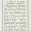Hawthorn, or may (Crataegus Oxyacantha).