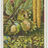 Common hazel (Corylus Avellana).