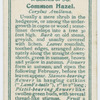 Common hazel (Corylus Avellana).