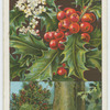 Common holly (Ilex Aquifolium).