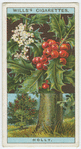 Common holly (Ilex Aquifolium).