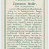Common holly (Ilex Aquifolium).