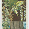 Hornbeam (Carpinus Betulus).