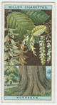 Hornbeam (Carpinus Betulus).