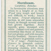 Hornbeam (Carpinus Betulus).