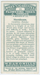 Hornbeam (Carpinus Betulus).