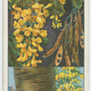 Laburnum (Laburnum vulgare).