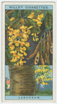 Laburnum (Laburnum vulgare).