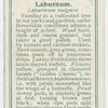 Laburnum (Laburnum vulgare).
