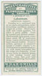 Laburnum (Laburnum vulgare).
