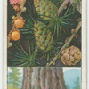 Larch (Larix europea).