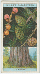 Larch (Larix europea).