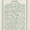 Larch (Larix europea).
